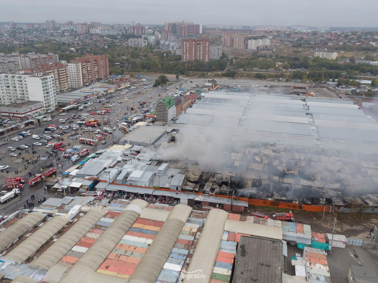Фото темерника
